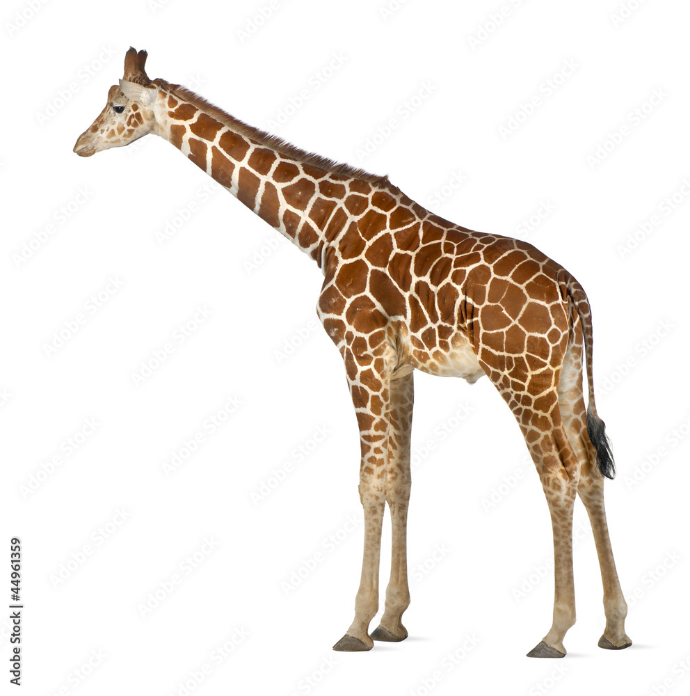 Fototapeta premium Somali Giraffe, commonly known as Reticulated Giraffe