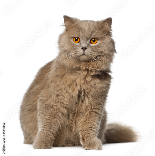 Fototapeta Naklejka Na Ścianę i Meble -  British Longhair sitting against white background