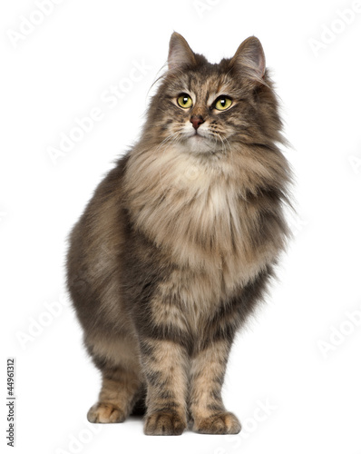 Fototapeta Naklejka Na Ścianę i Meble -  Norwegian Forest Cat, 1 and a half years old