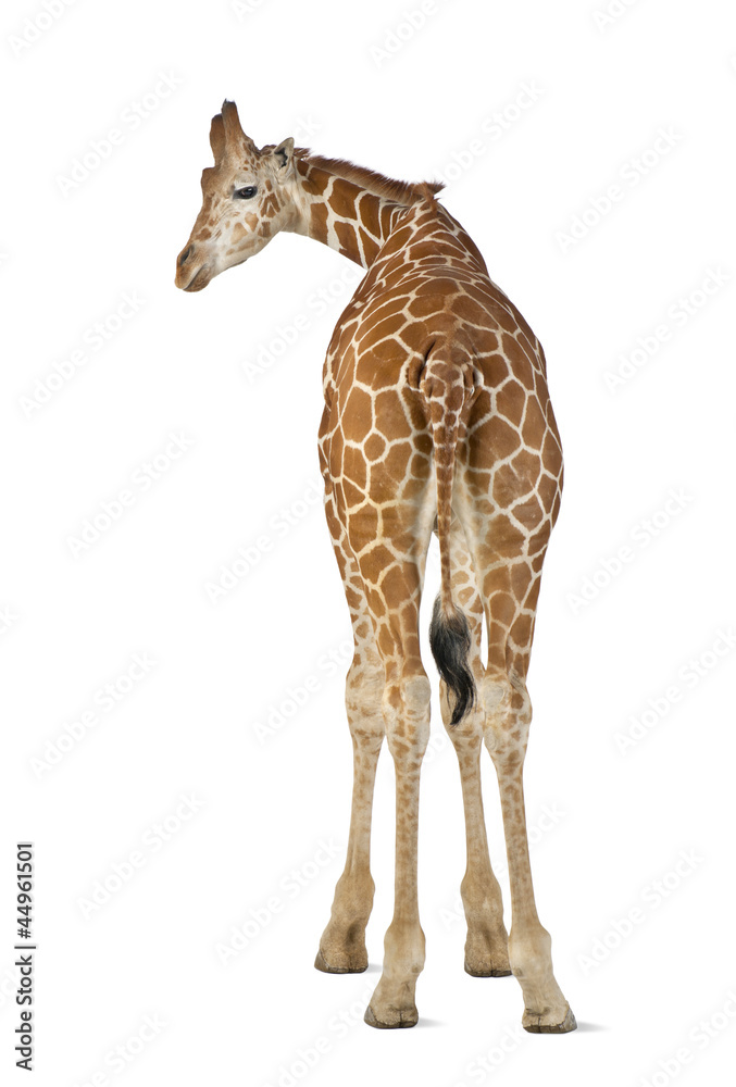 Fototapeta premium Somali Giraffe, commonly known as Reticulated Giraffe