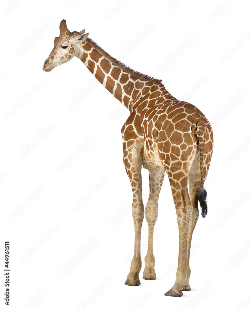 Obraz premium Somali Giraffe, commonly known as Reticulated Giraffe