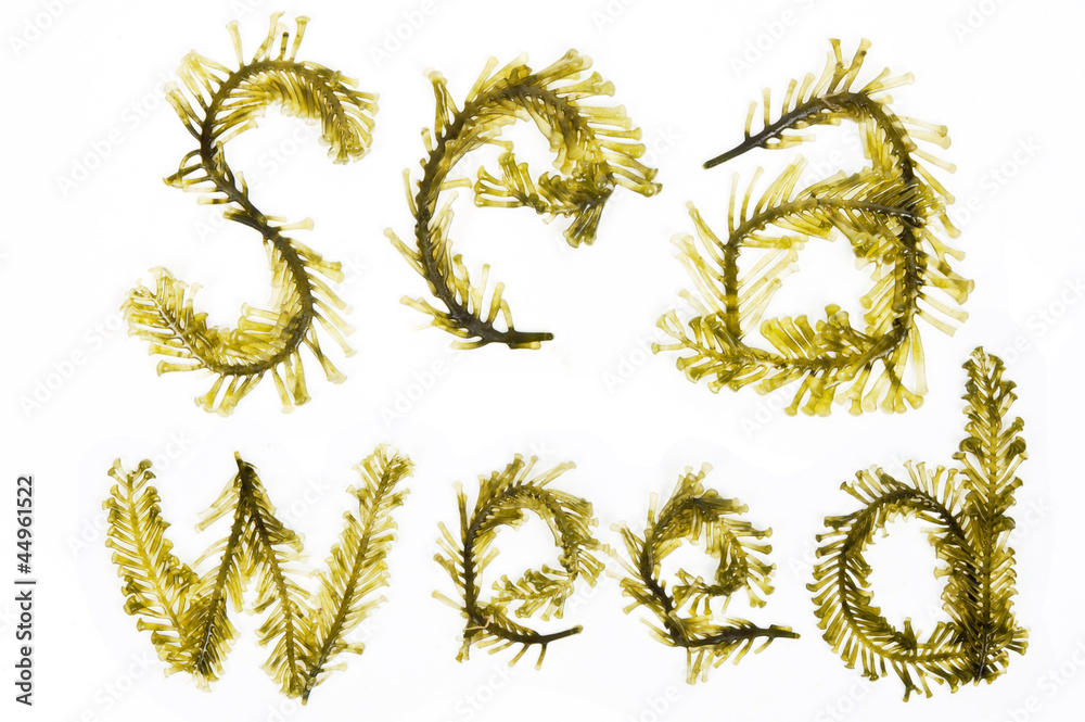 seaweed
