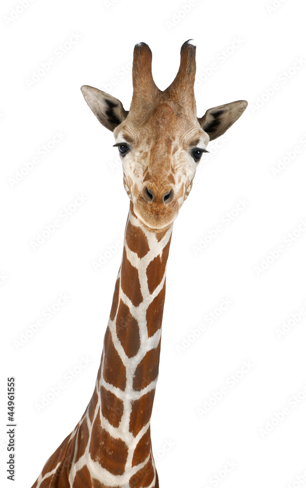 Naklejka premium Żyrafa somalijska, powszechnie znana jako żyrafa siatkowa