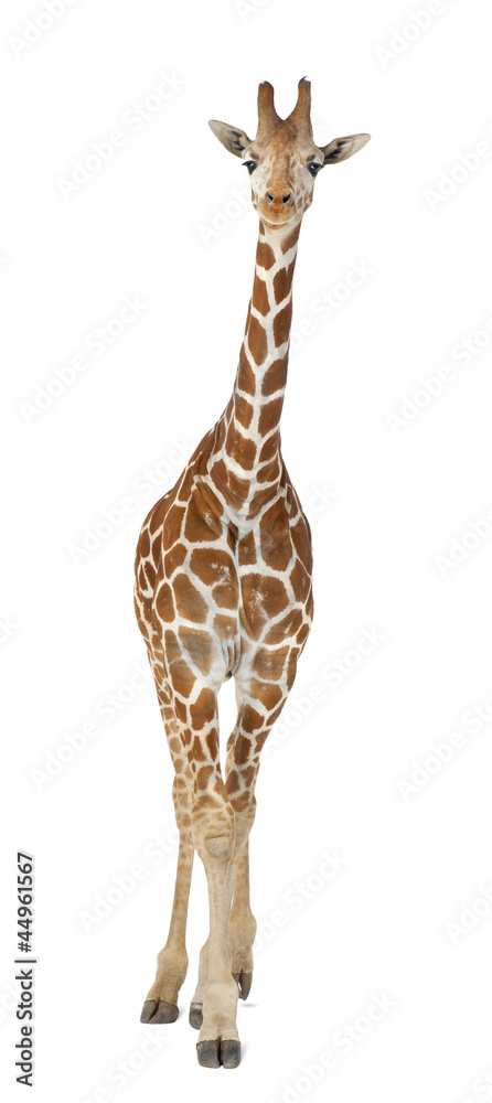 Somali Giraffe, commonly known as Reticulated Giraffe