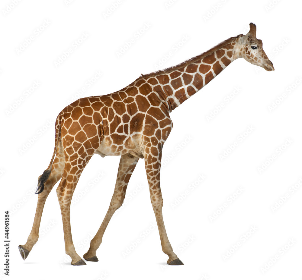 Fototapeta premium Somali Giraffe, commonly known as Reticulated Giraffe