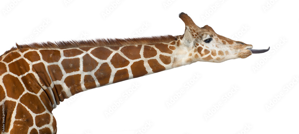 Fototapeta premium Somali Giraffe, commonly known as Reticulated Giraffe
