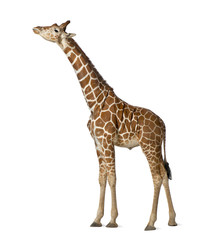 Leinwandbilder Giraffe Somalische Netzgiraffe in der Steppe  © Eric Isselée
