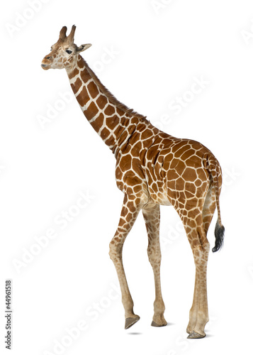 Somali Giraffe  commonly known as Reticulated Giraffe
