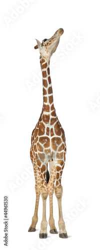 Canvas Print Somali Giraffe, commonly known as Reticulated Giraffe