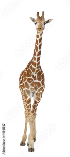 Somali Giraffe, commonly known as Reticulated Giraffe © Eric Isselée
