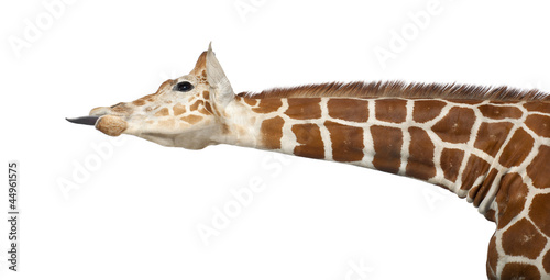 Photography Somali Giraffe, commonly known as Reticulated Giraffe