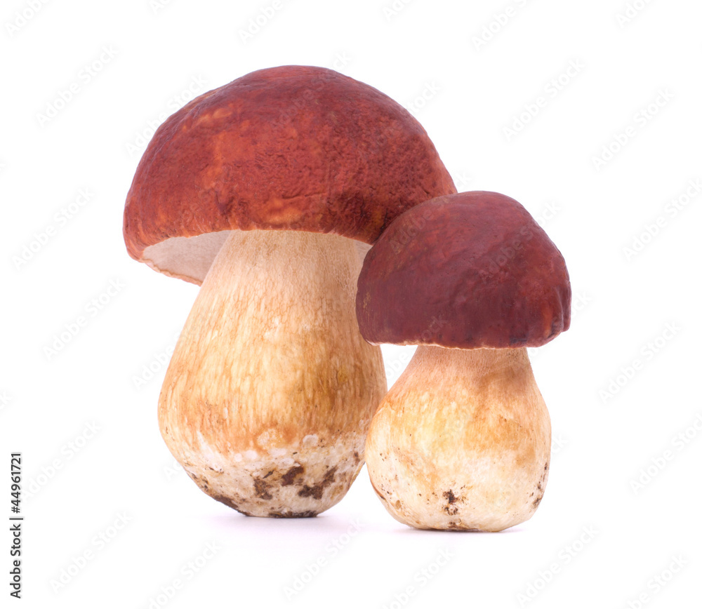 Two boletus edulis isolated on white background Two boletus edulis isolated on white background