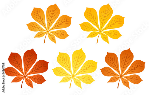 Five autumn chestnut leaves. Vector illustration.