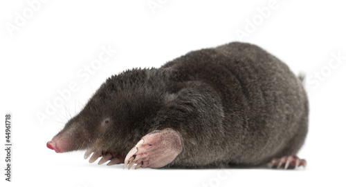 European Mole, Talpa europaea