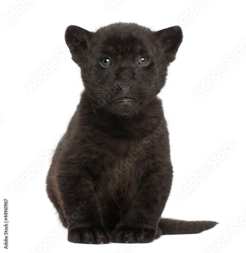 Fototapeta Naklejka Na Ścianę i Meble -  Jaguar cub, 2 months old, Panthera onca