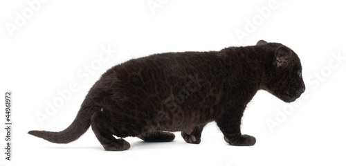 Fototapeta Naklejka Na Ścianę i Meble -  Jaguar cub, 2 months old, Panthera onca