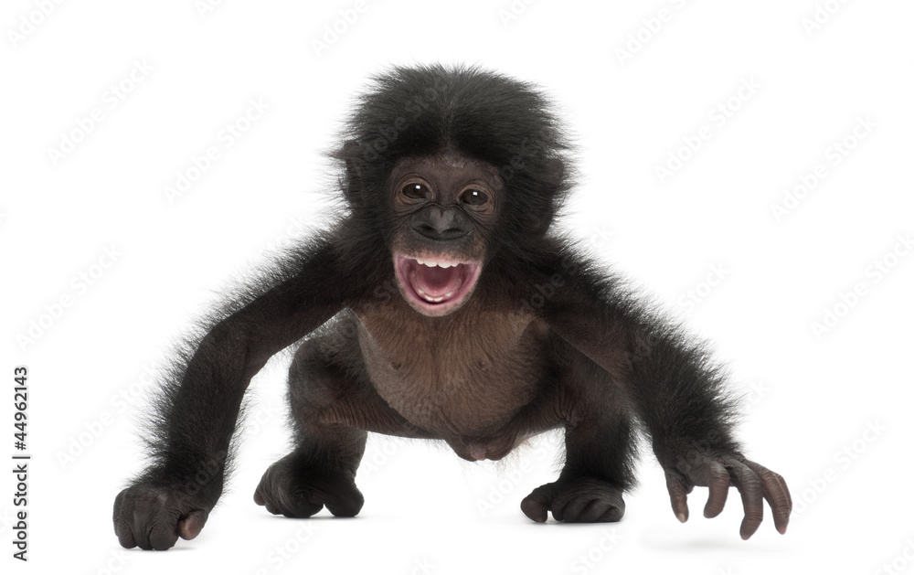 Fototapeta premium Baby bonobo, Pan paniscus, 4 months old