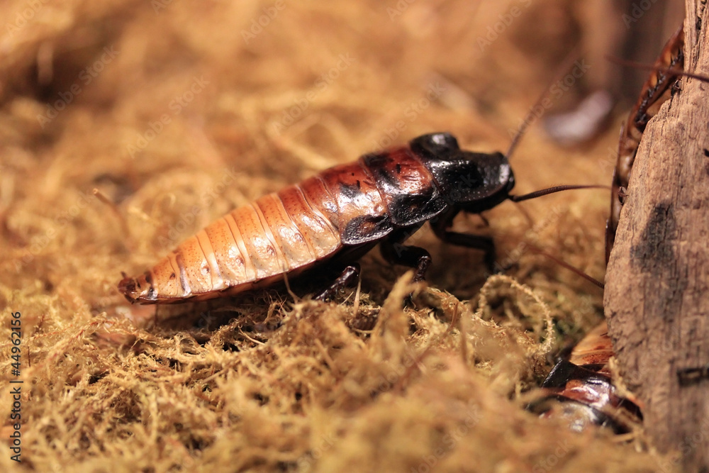 Obraz premium Cockroach