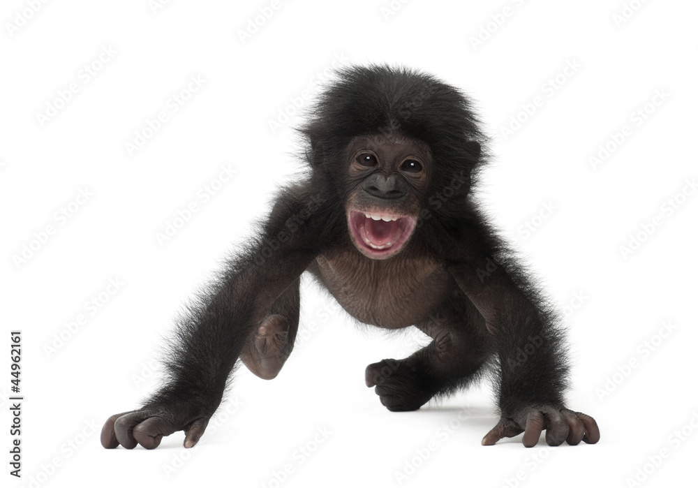 Fototapeta premium Baby bonobo, Pan paniscus, 4 months old