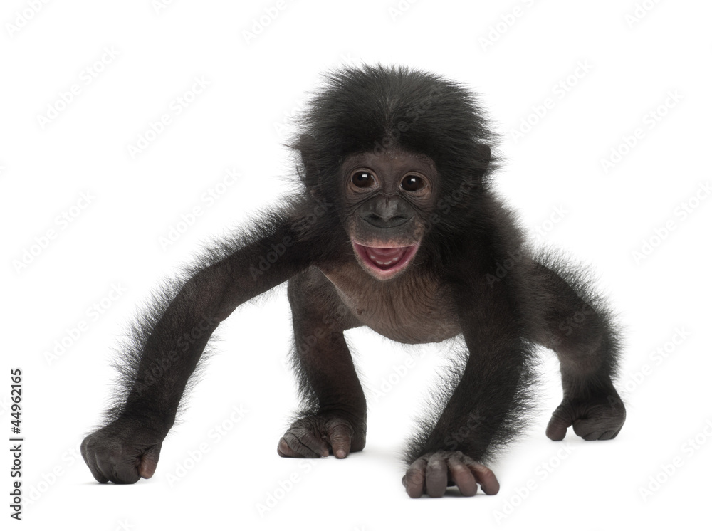 Fototapeta premium Baby bonobo, Pan paniscus, 4 months old