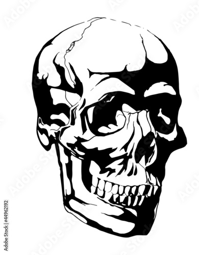 Skull anatomy drawing