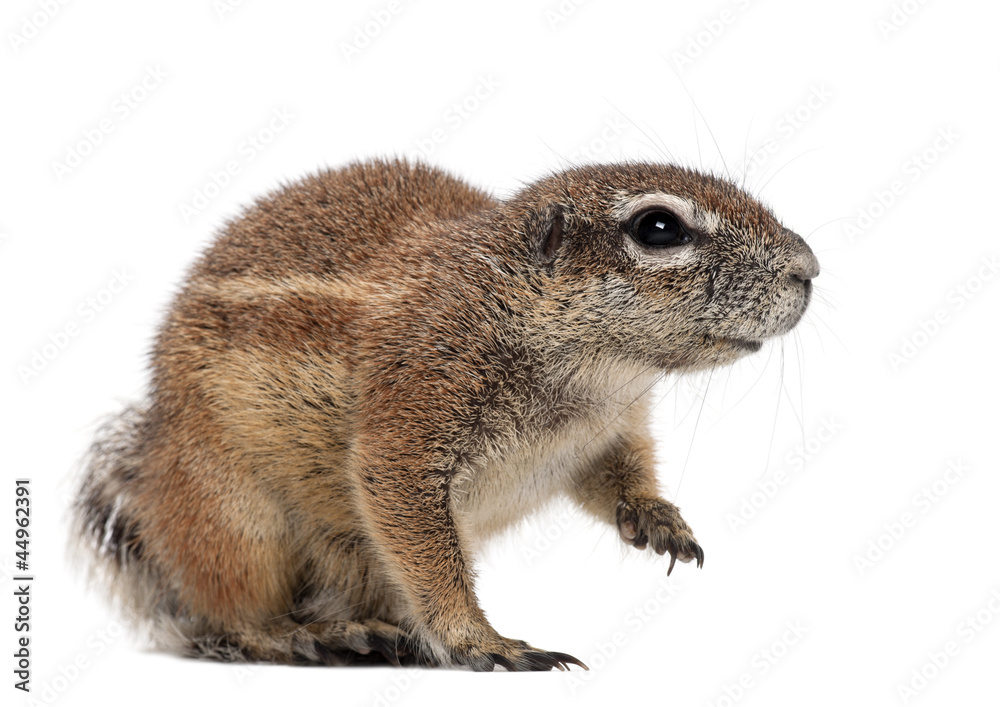 Fototapeta premium Cape Ground Squirrel, Xerus inauris
