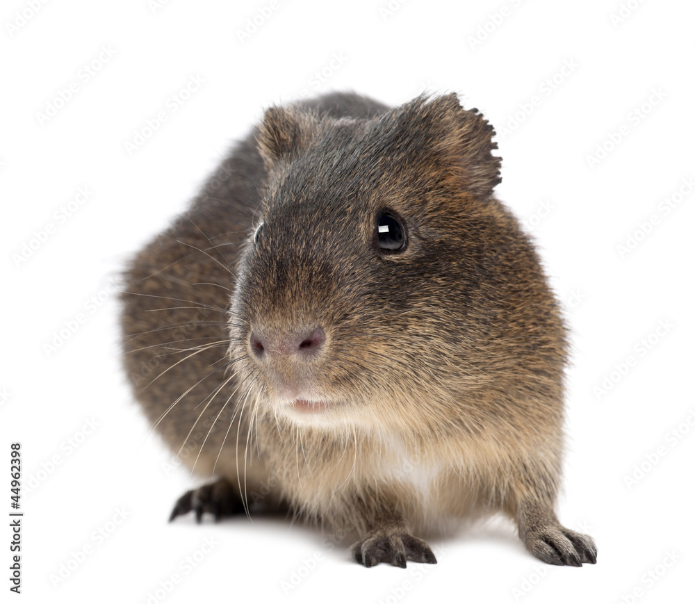 Greater guinea pig, Cavia magna, against white background Greater guinea pig, Cavia magna, against white background