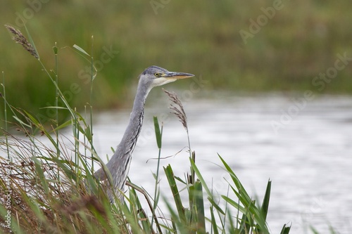 Grey Heron