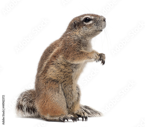 Cape Ground Squirrel, Xerus inauris photo