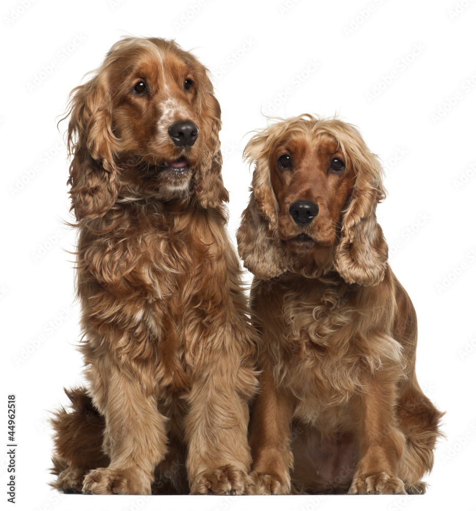 English Cocker Spaniels, 16 months old
