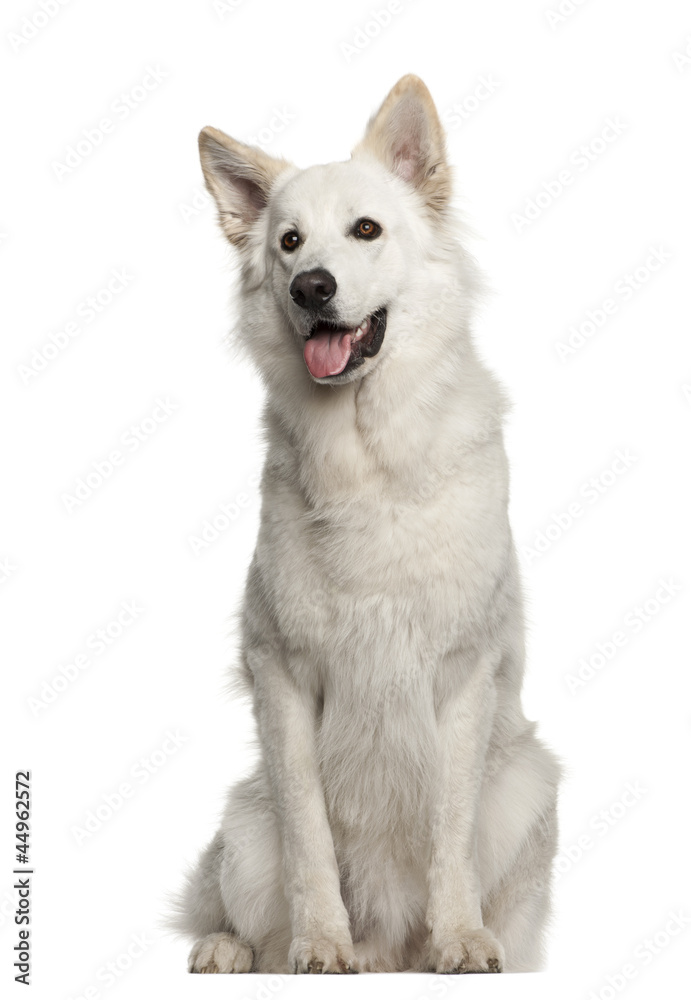 Berger Blanc Suisse, 1 year old