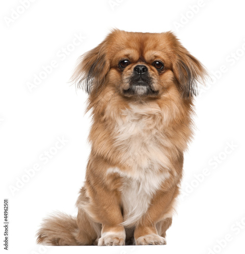 Bild auf Leinwand Pekingese, 18 months old, sitting against white background