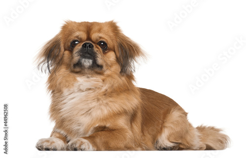 Pekingese, 18 months old, lying against white background photo