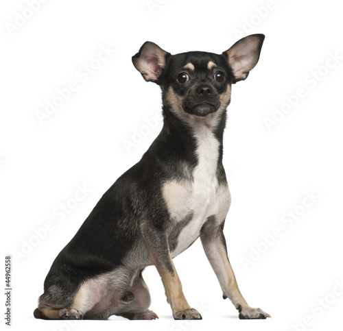 Chihuahua, 9 months old, sitting against white background