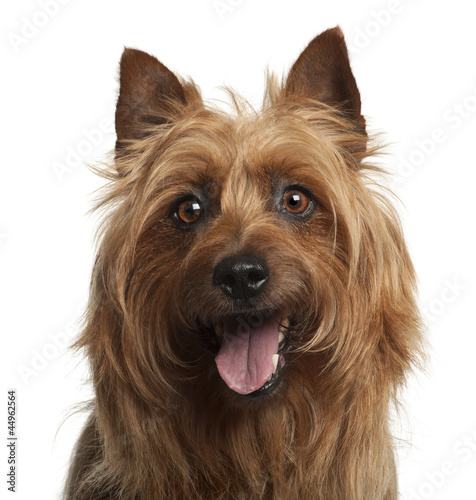 Billede på lærred Australian Terrier, 8 years old, against white background