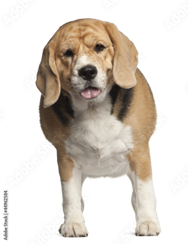 Fat Beagle, 3 years old, standing against white background