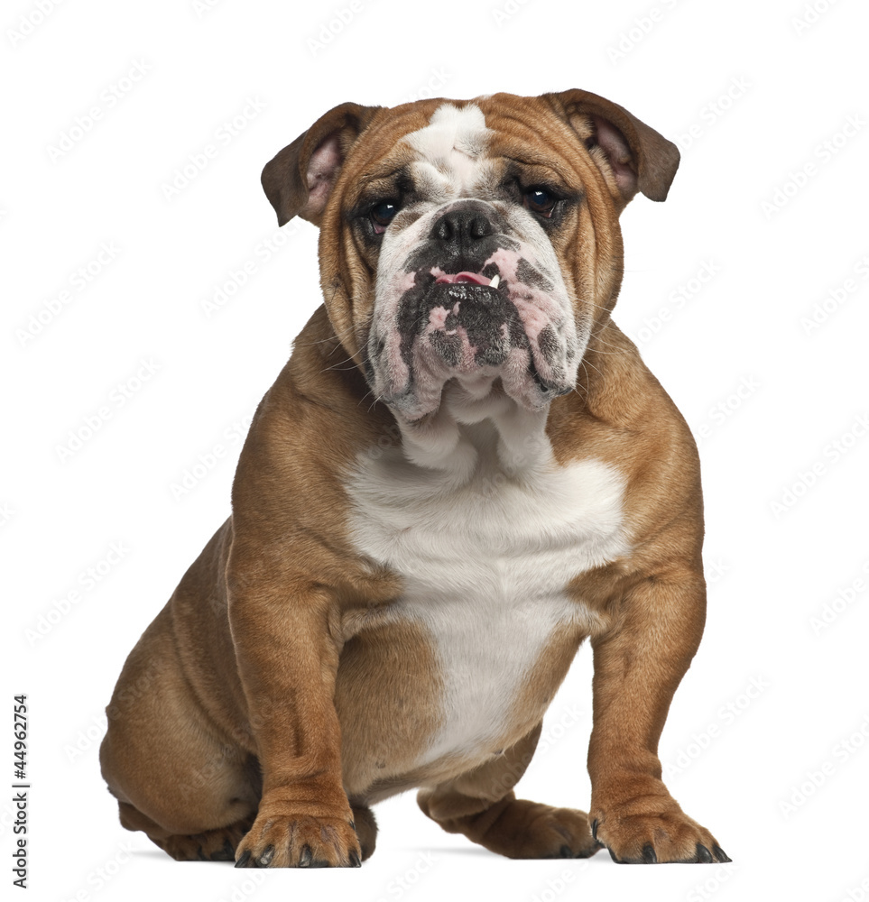 English Bulldog, 10 months old, sitting against white background English Bulldog, 10 months old, sitting against white background