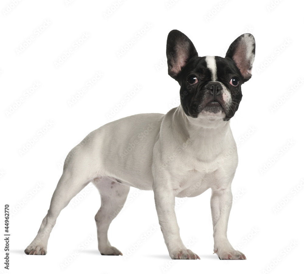 French Bulldog standing against white background French Bulldog standing against white background