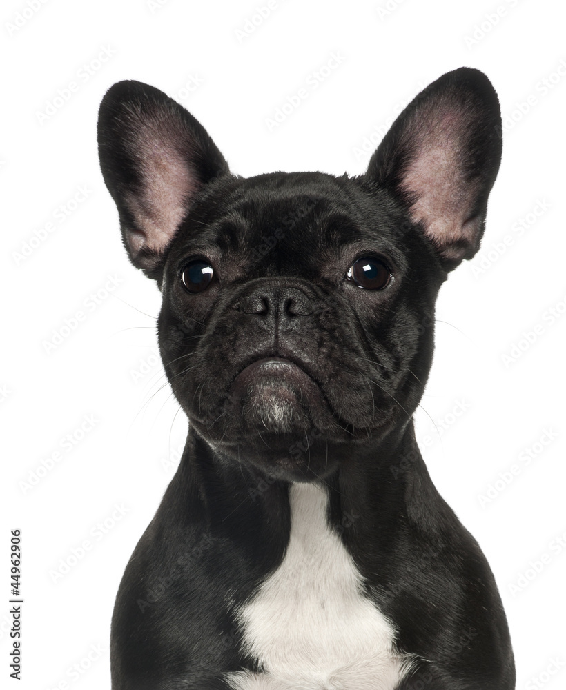 French Bulldog puppy, 6 months old