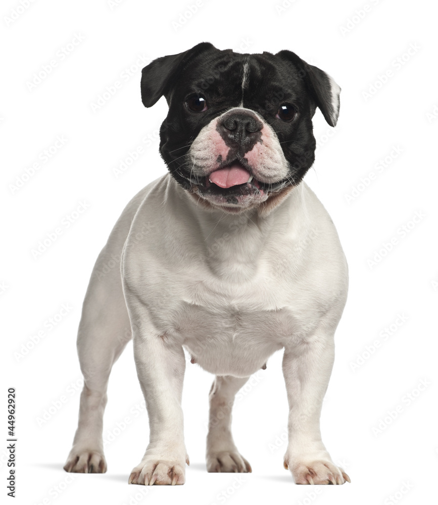 French Bulldog standing against white background