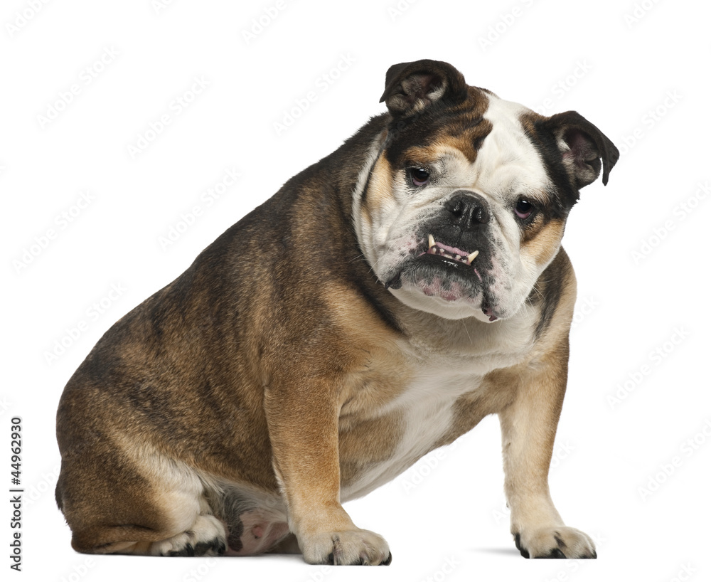 English Bulldog, 6 years old, sitting against white background