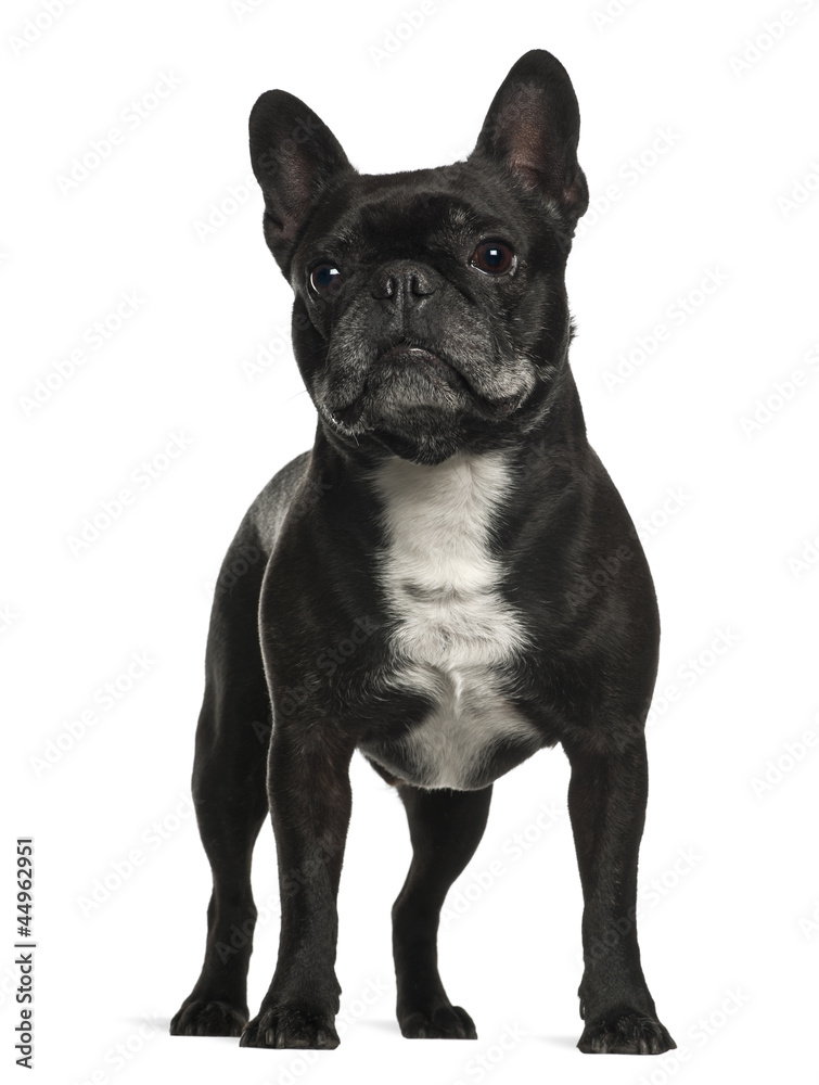 French Bulldog standing against white background