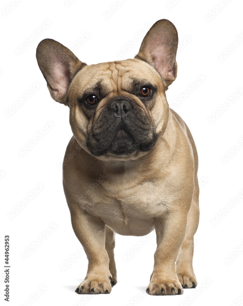 French Bulldog standing against white background