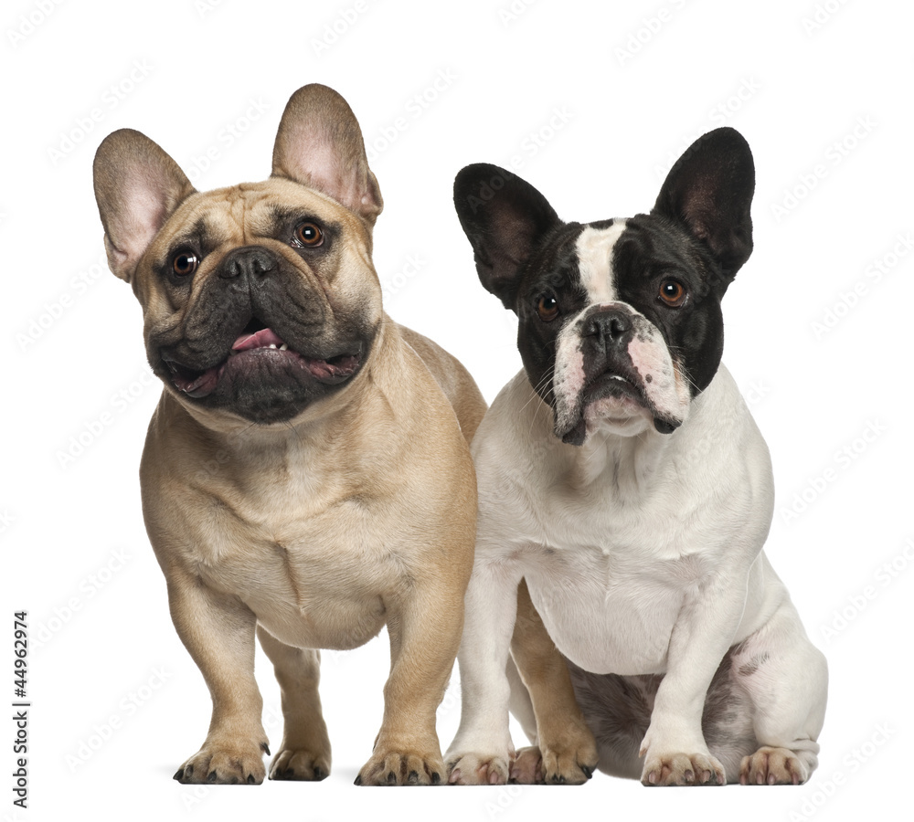 French bulldogs sitting against white background