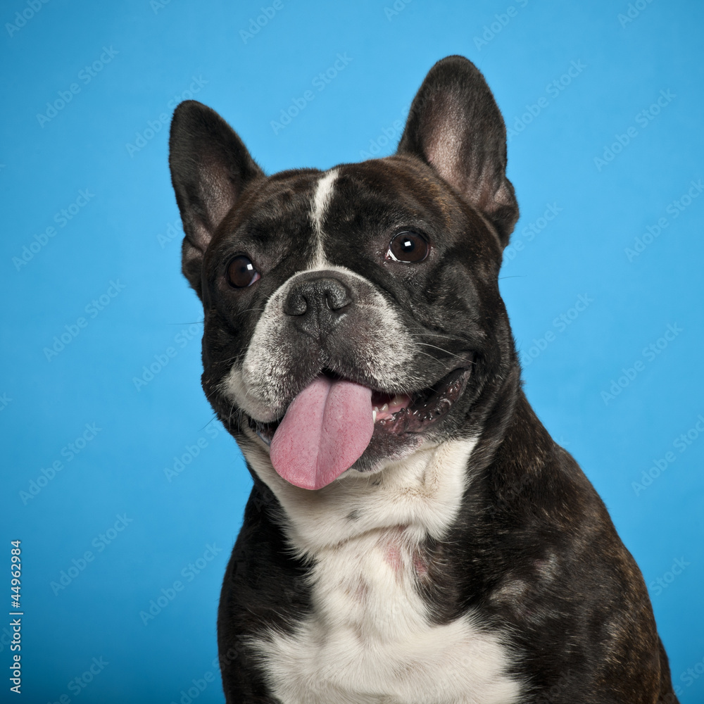 French Bulldog, 18 months old, against blue background