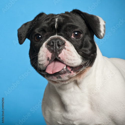 French Bulldog against blue background © Eric Isselée