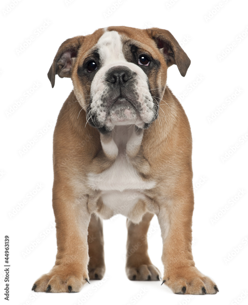 English Bulldog puppy, 2 and a half months old