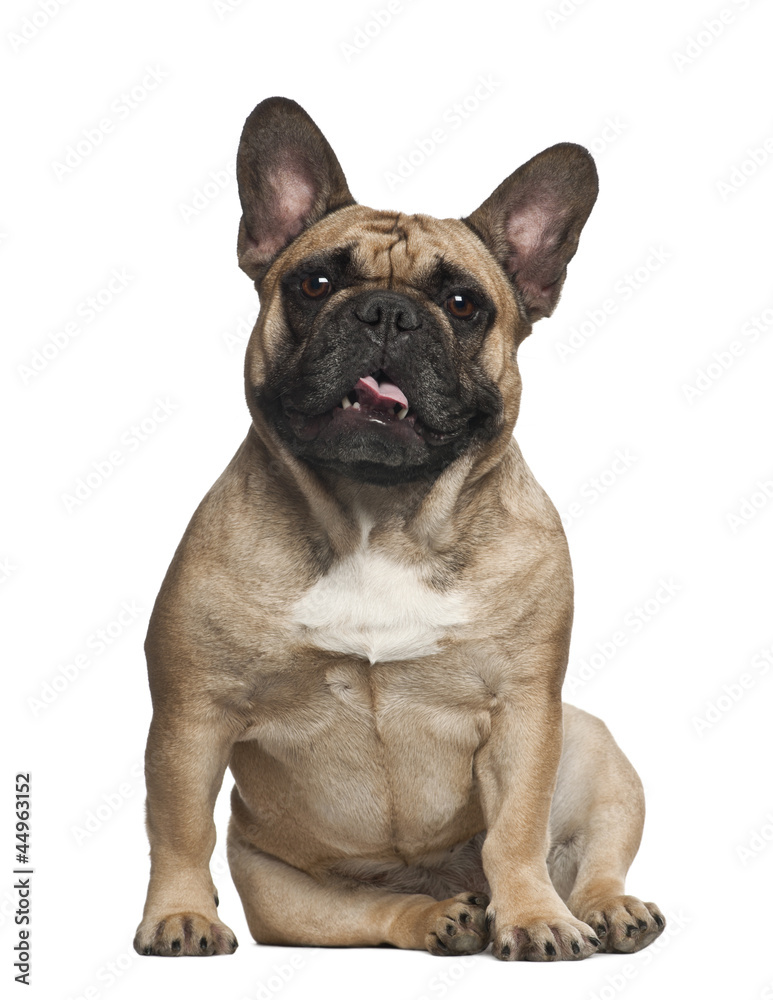 English Bulldog, sitting against white background