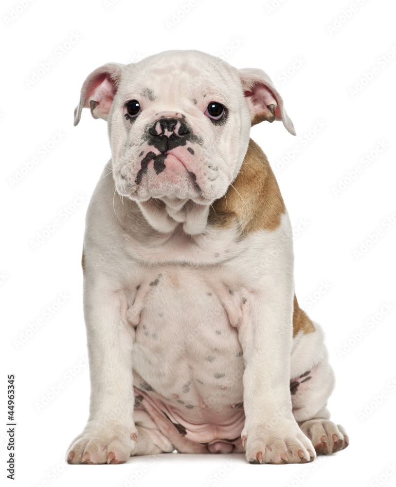 English Bulldog puppy, 4 months old