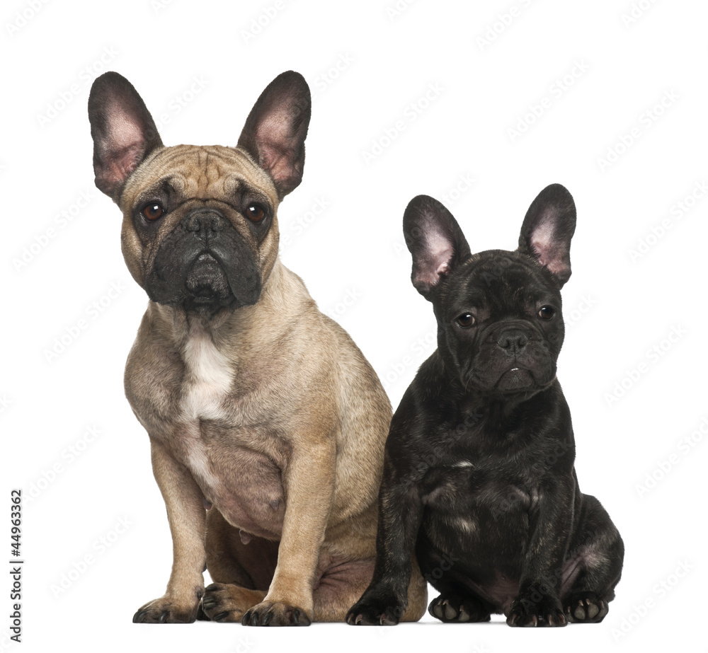 French bulldogs sitting against white background French bulldogs sitting against white background